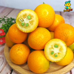 China Golden Tangerine / Kumquat (400g/pkt)